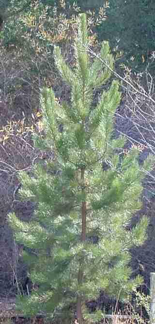 Pinus × attenuradiata