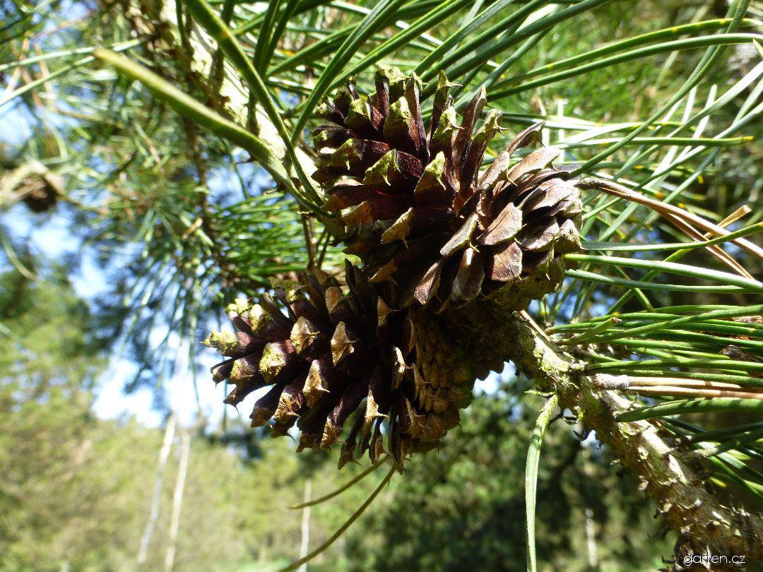 Pinus × murraybanksiana