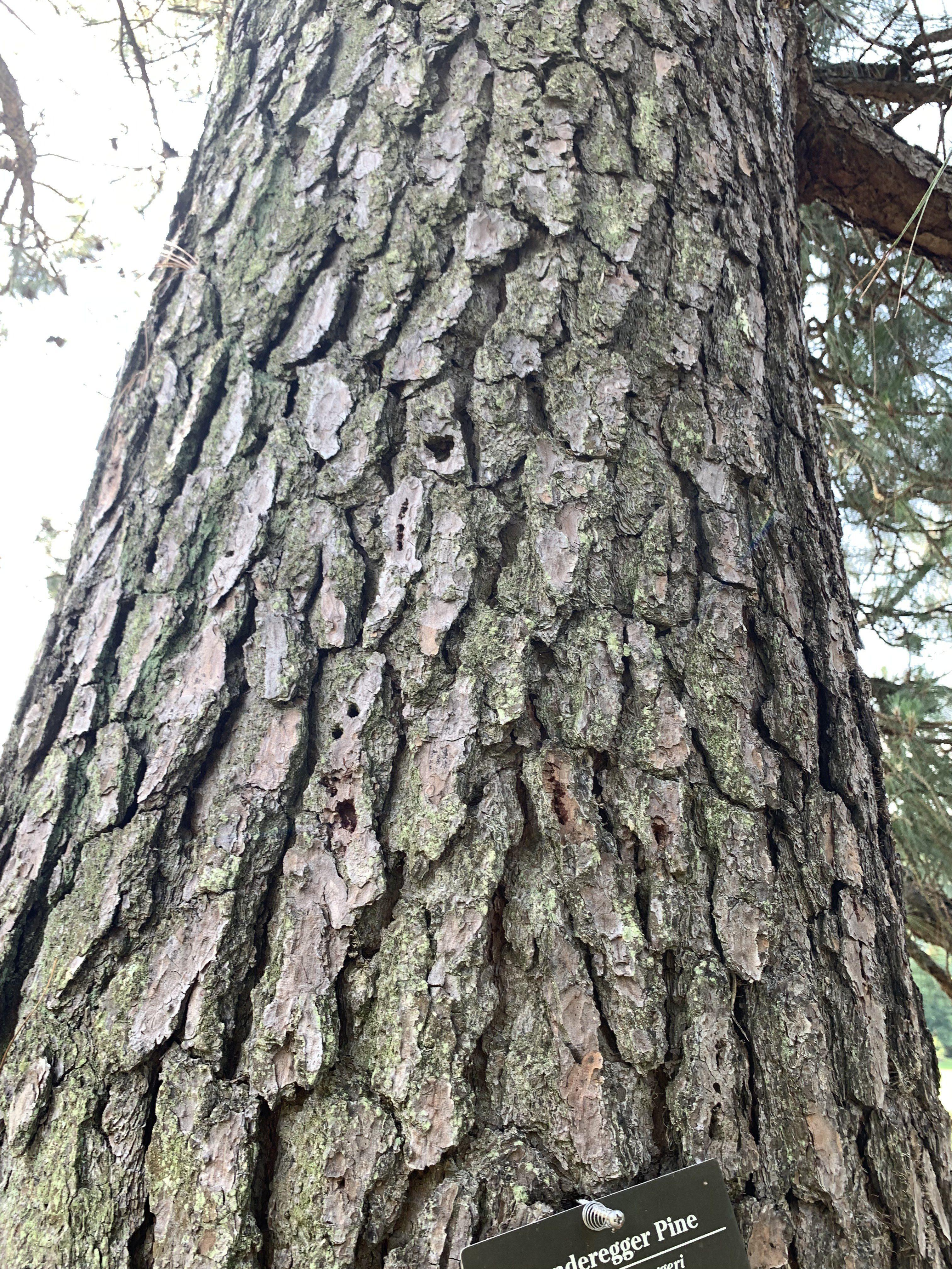 Pinus × sondereggeri
