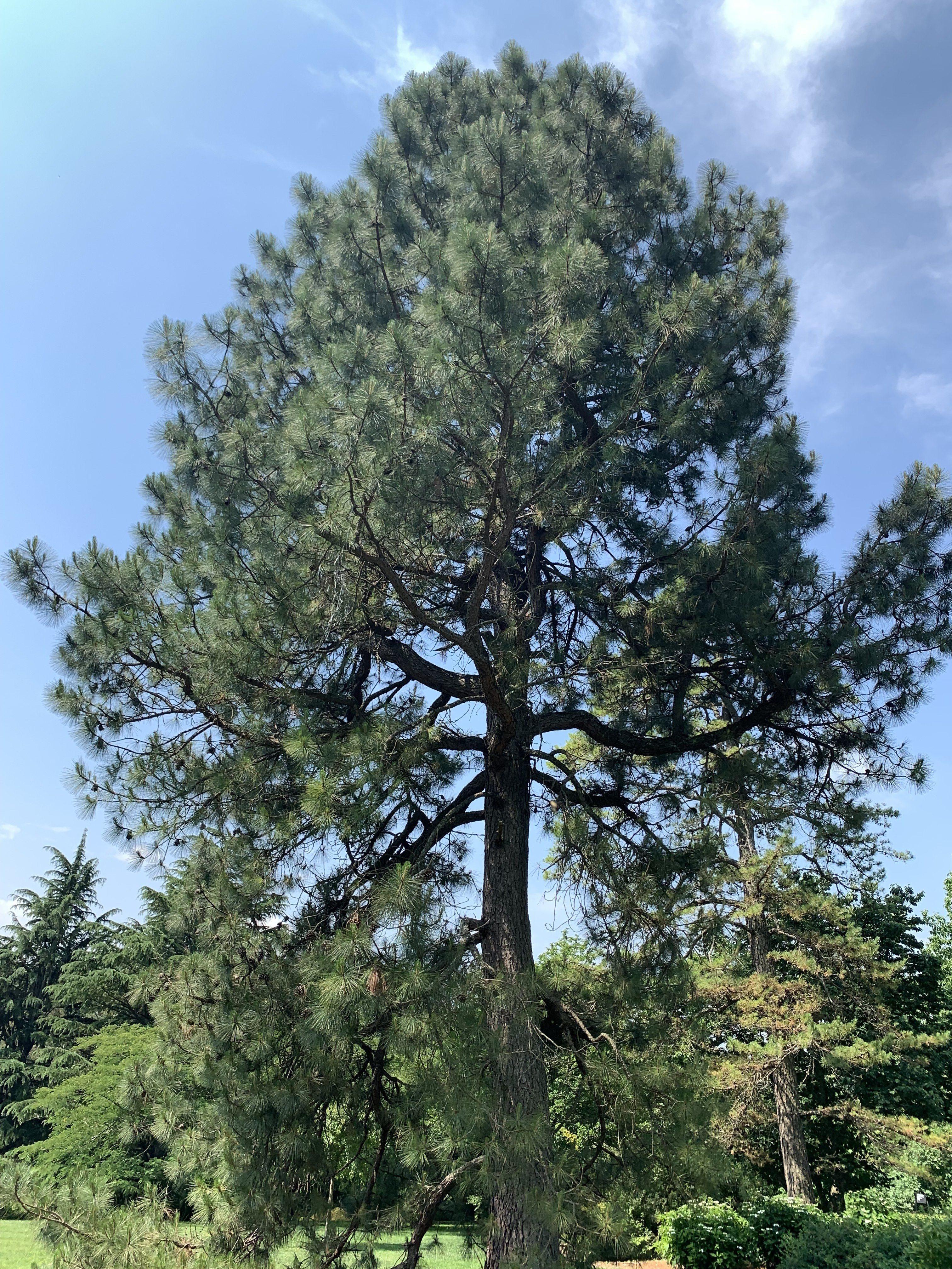 Pinus × sondereggeri