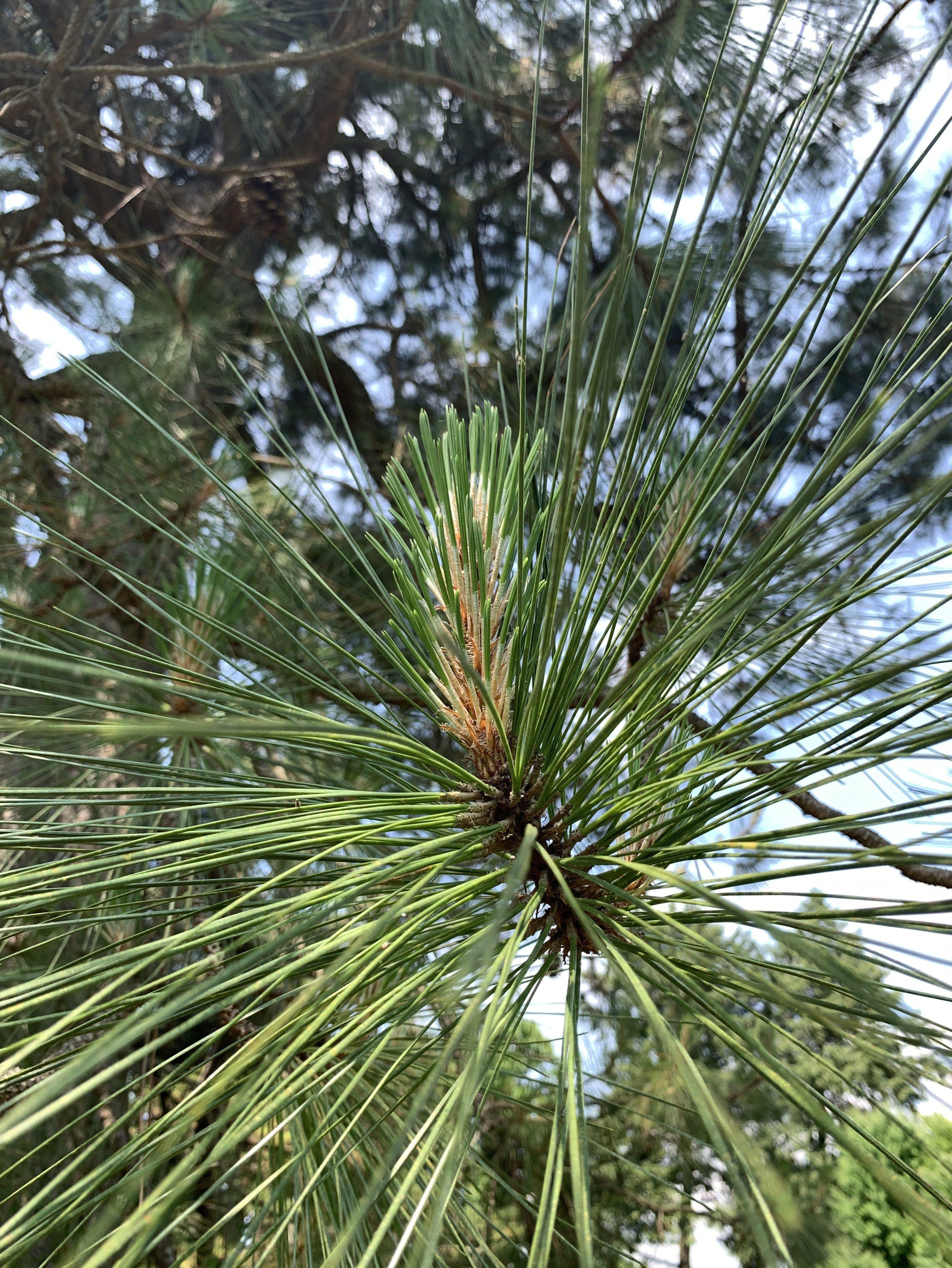 Pinus × sondereggeri