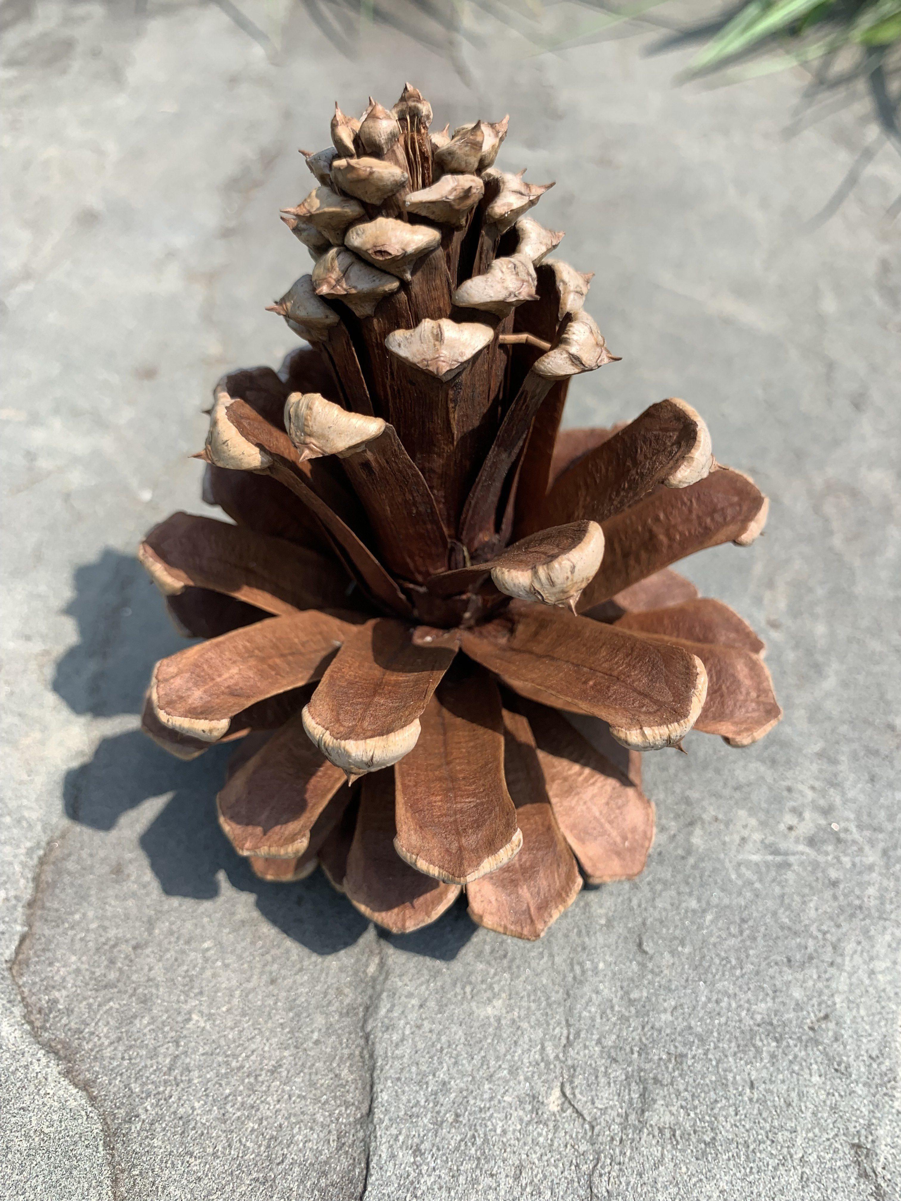 Pinus × sondereggeri
