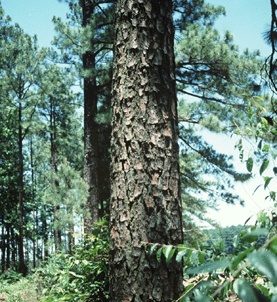 Pinus × sondereggeri