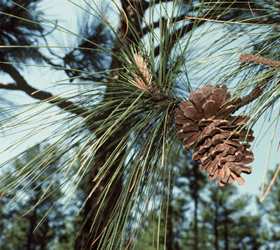 Pinus × sondereggeri