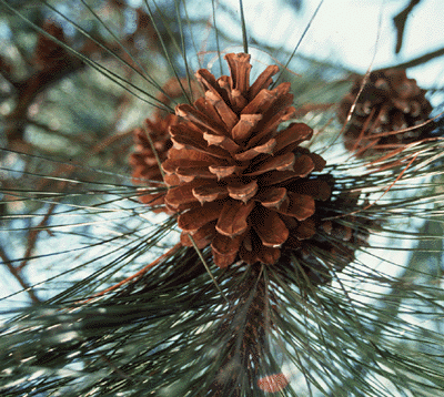 Pinus × sondereggeri