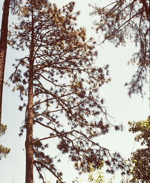 Pinus × sondereggeri