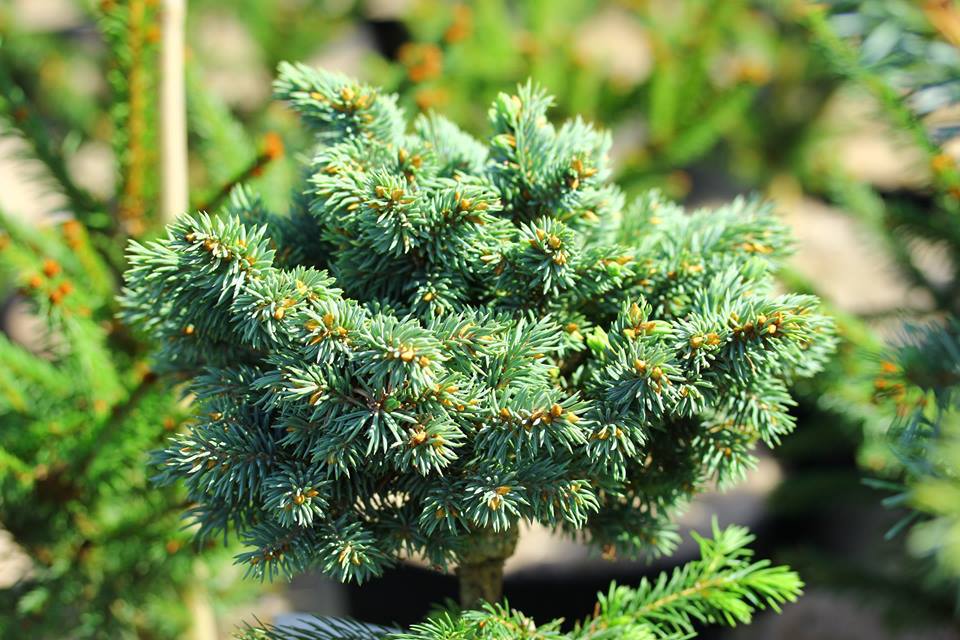 Picea asperata 