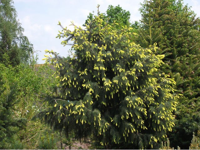 Picea breweriana 