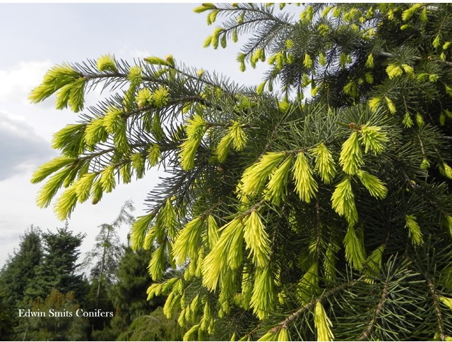 Picea breweriana 