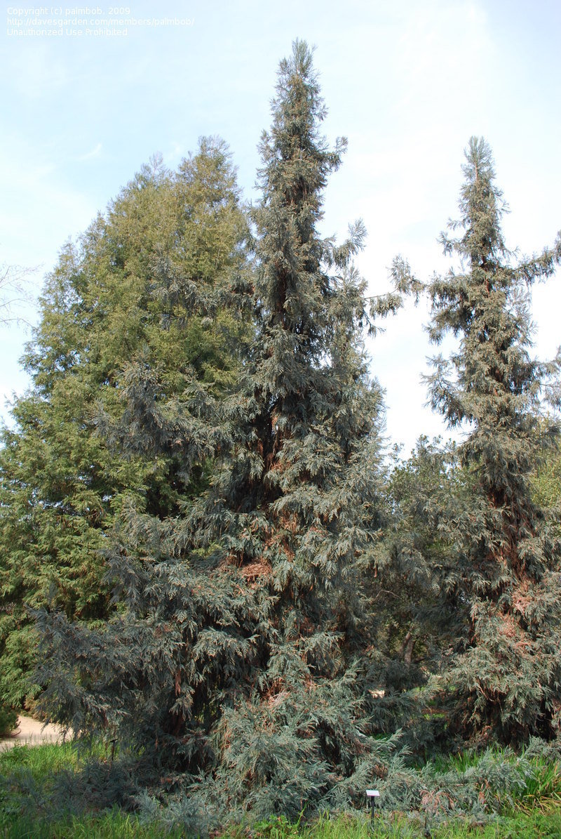 Sequoia sempervirens 