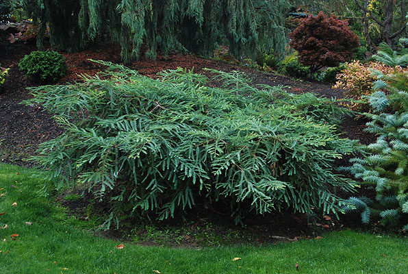 Sequoia sempervirens 