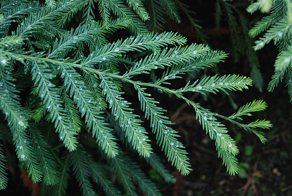 Sequoia sempervirens 