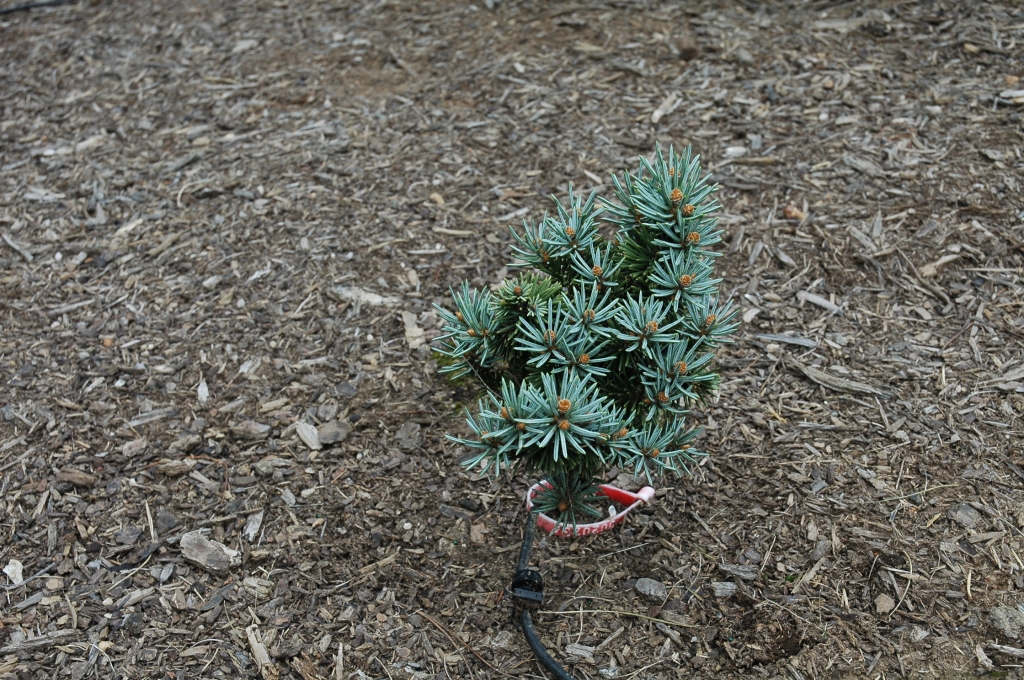 Picea engelmannii 
