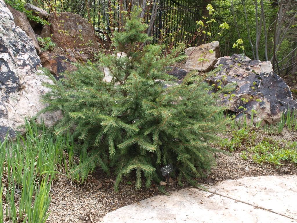 Picea engelmannii 