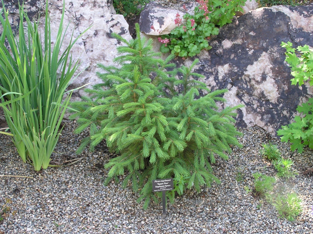 Picea engelmannii 