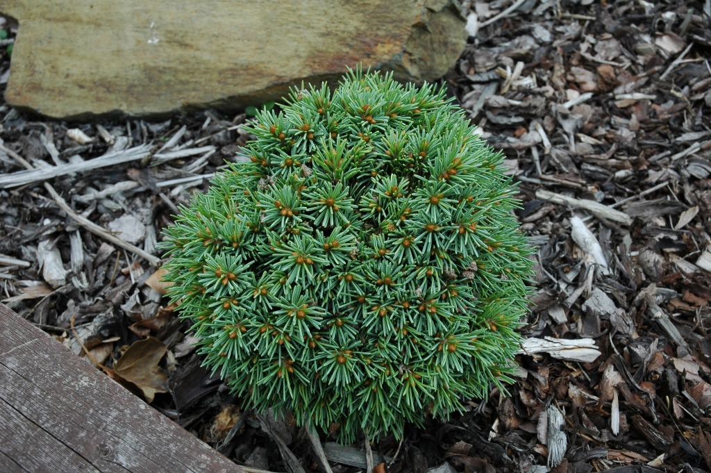 Picea engelmannii 