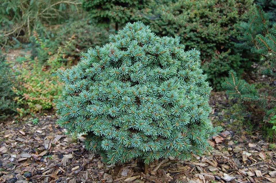Picea engelmannii 