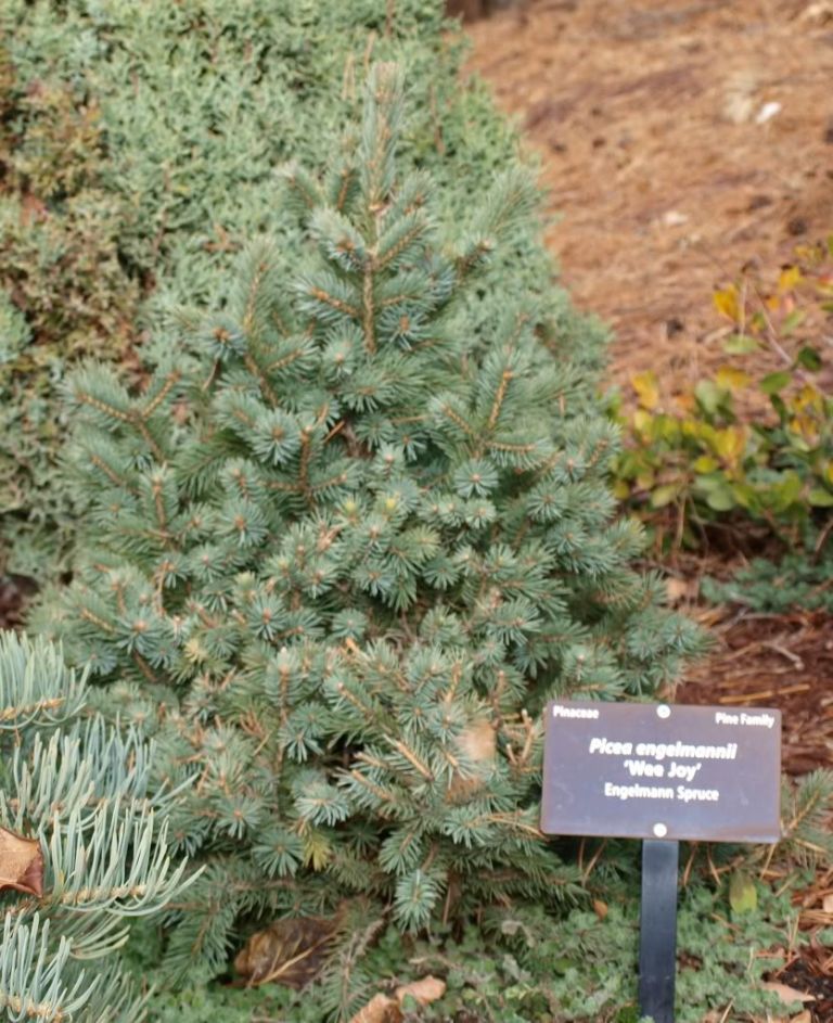 Picea engelmannii 
