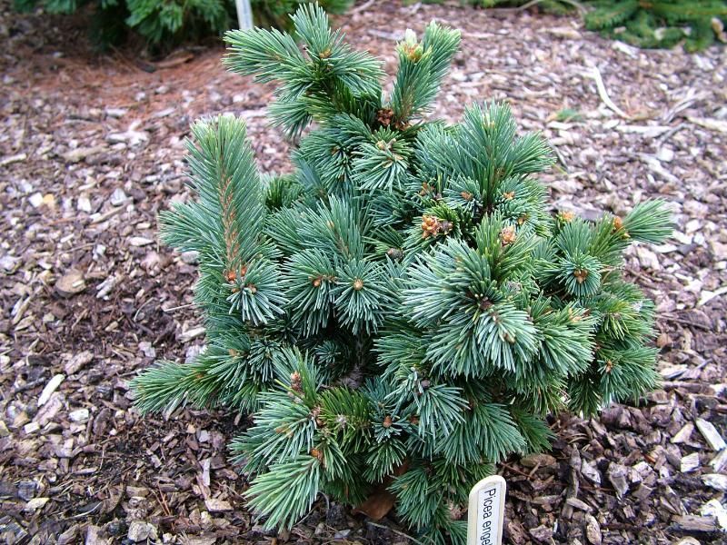 Picea engelmannii 