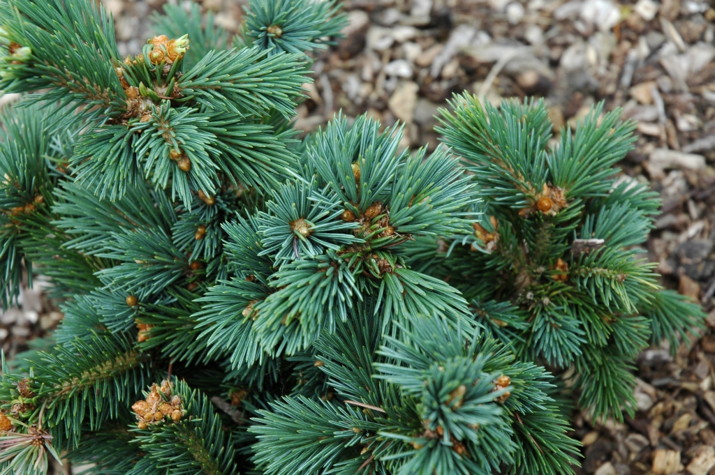 Picea engelmannii 