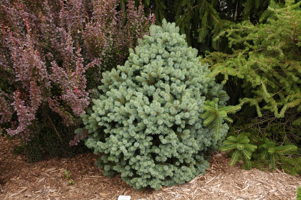 Picea engelmannii 