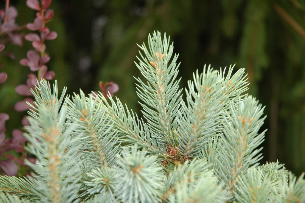 Picea engelmannii 