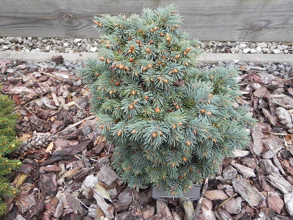 Picea engelmannii 