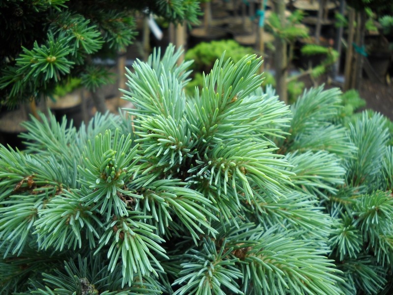 Picea engelmannii 