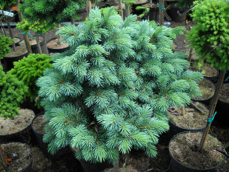Picea engelmannii 