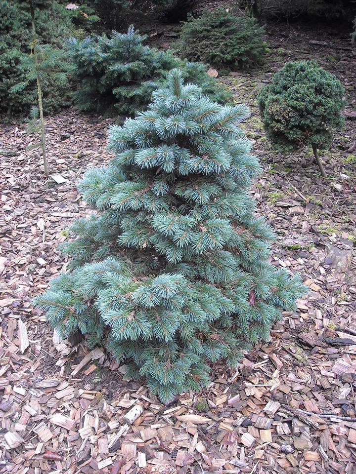 Picea engelmannii 