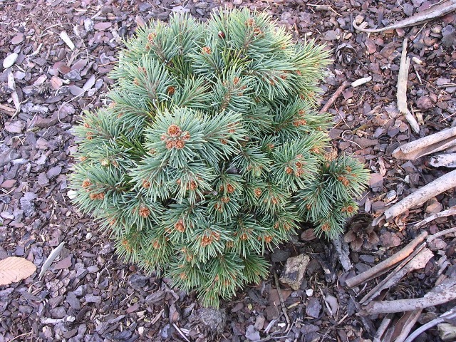 Picea engelmannii 