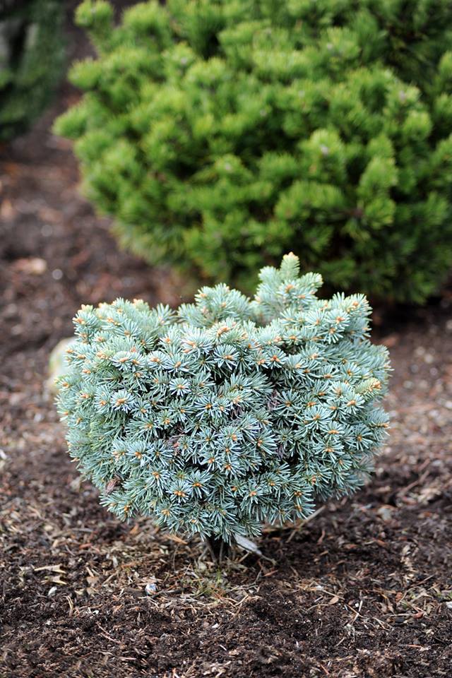 Abies lasiocarpa 