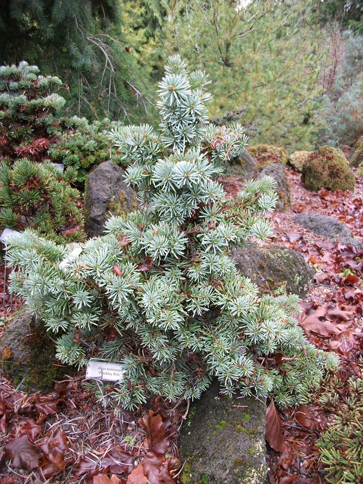 Abies lasiocarpa 