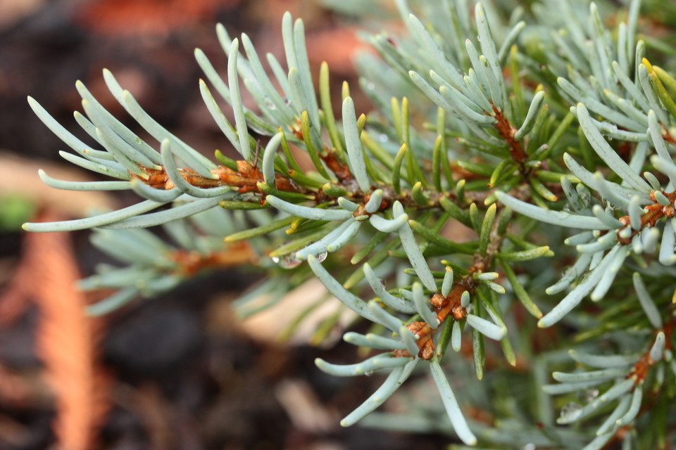 Tsuga mertensiana 