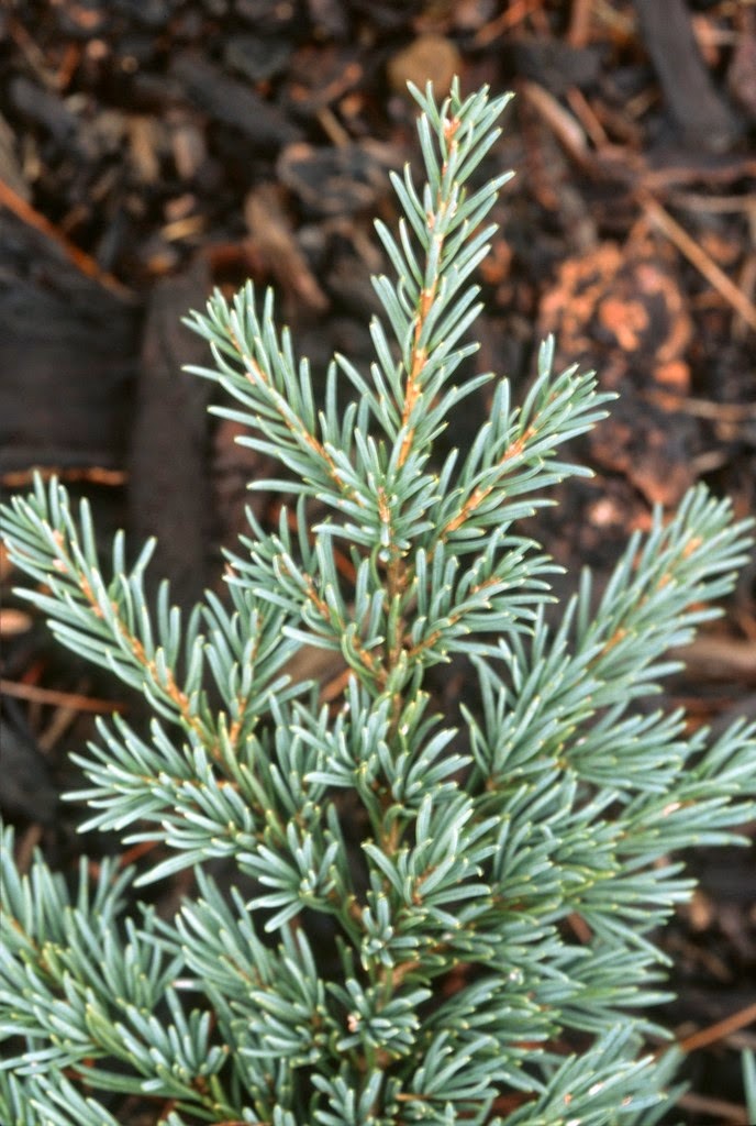 Tsuga mertensiana 