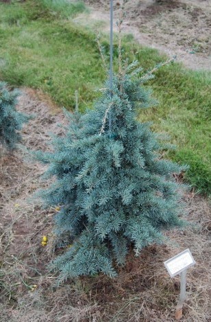 Tsuga mertensiana 