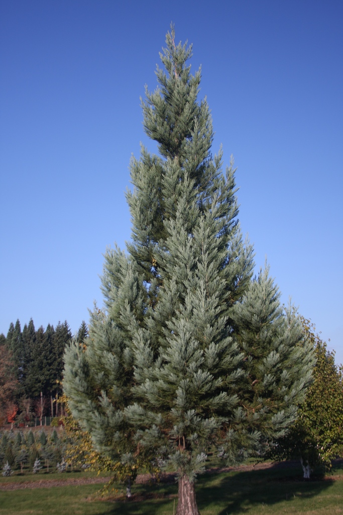 Sequoiadendron giganteum 