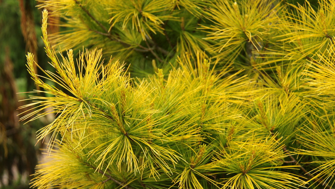 Pinus strobus 