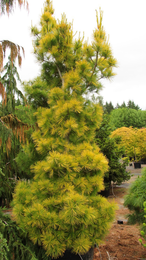 Pinus strobus 