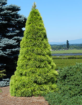 Pinus strobus 