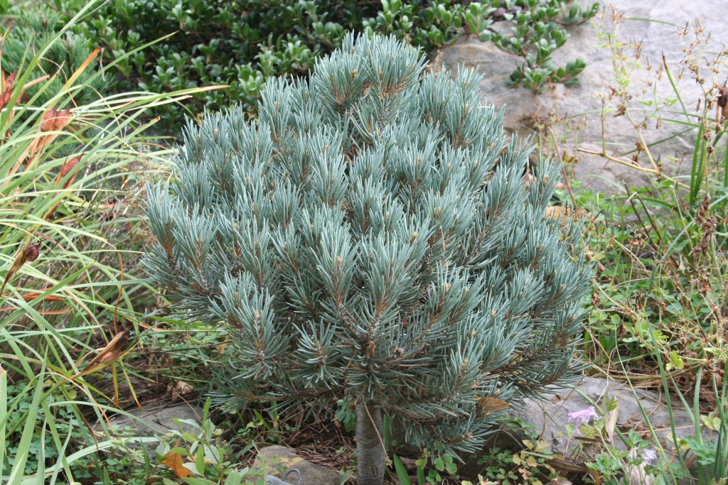 Pinus monophylla 