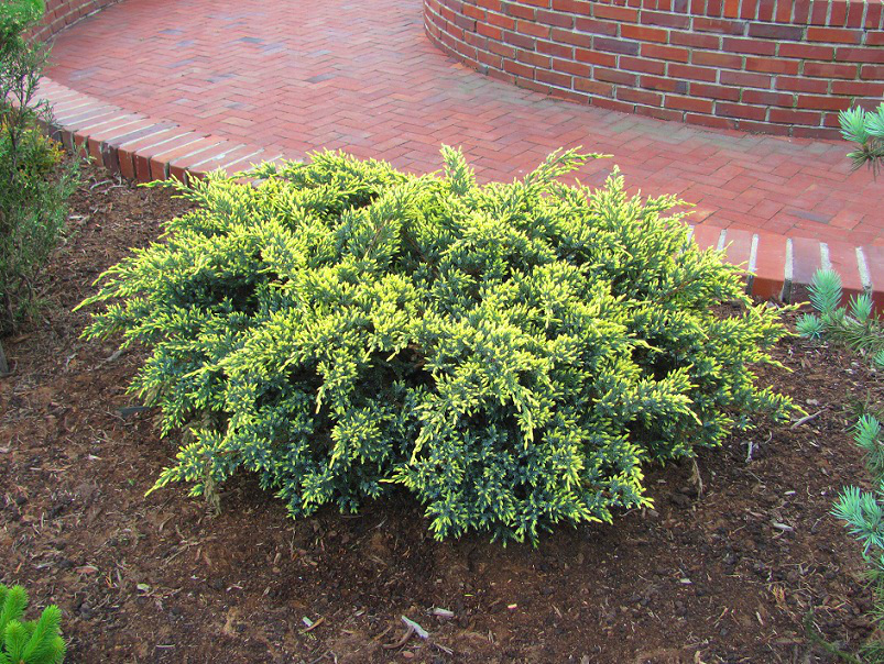Juniperus squamata 
