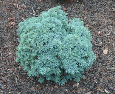 Picea pungens 