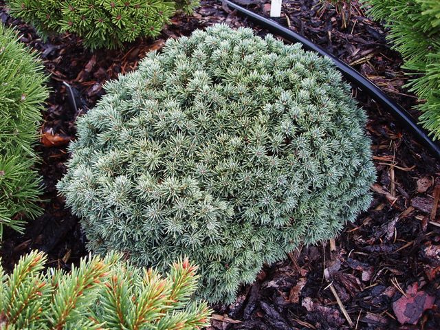Picea pungens 
