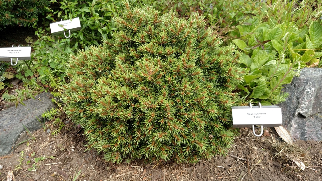 Pinus sylvestris 
