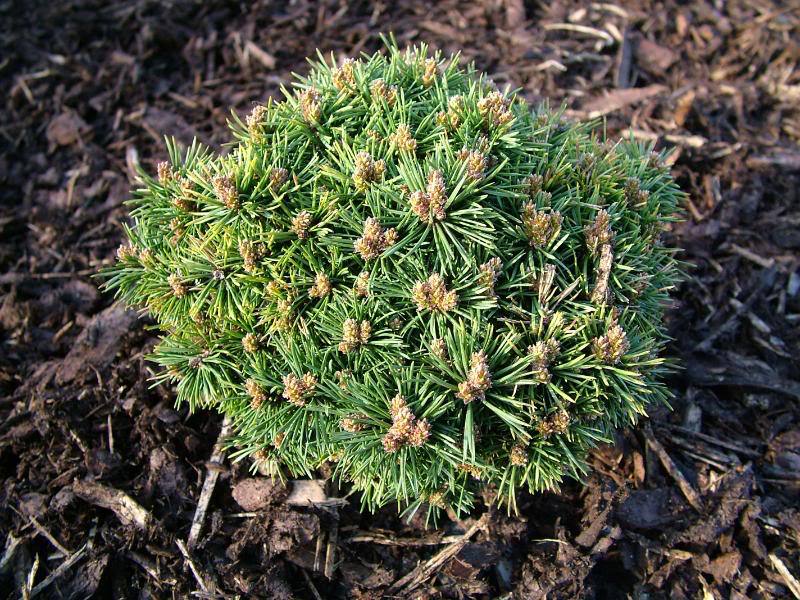 Pinus sylvestris 