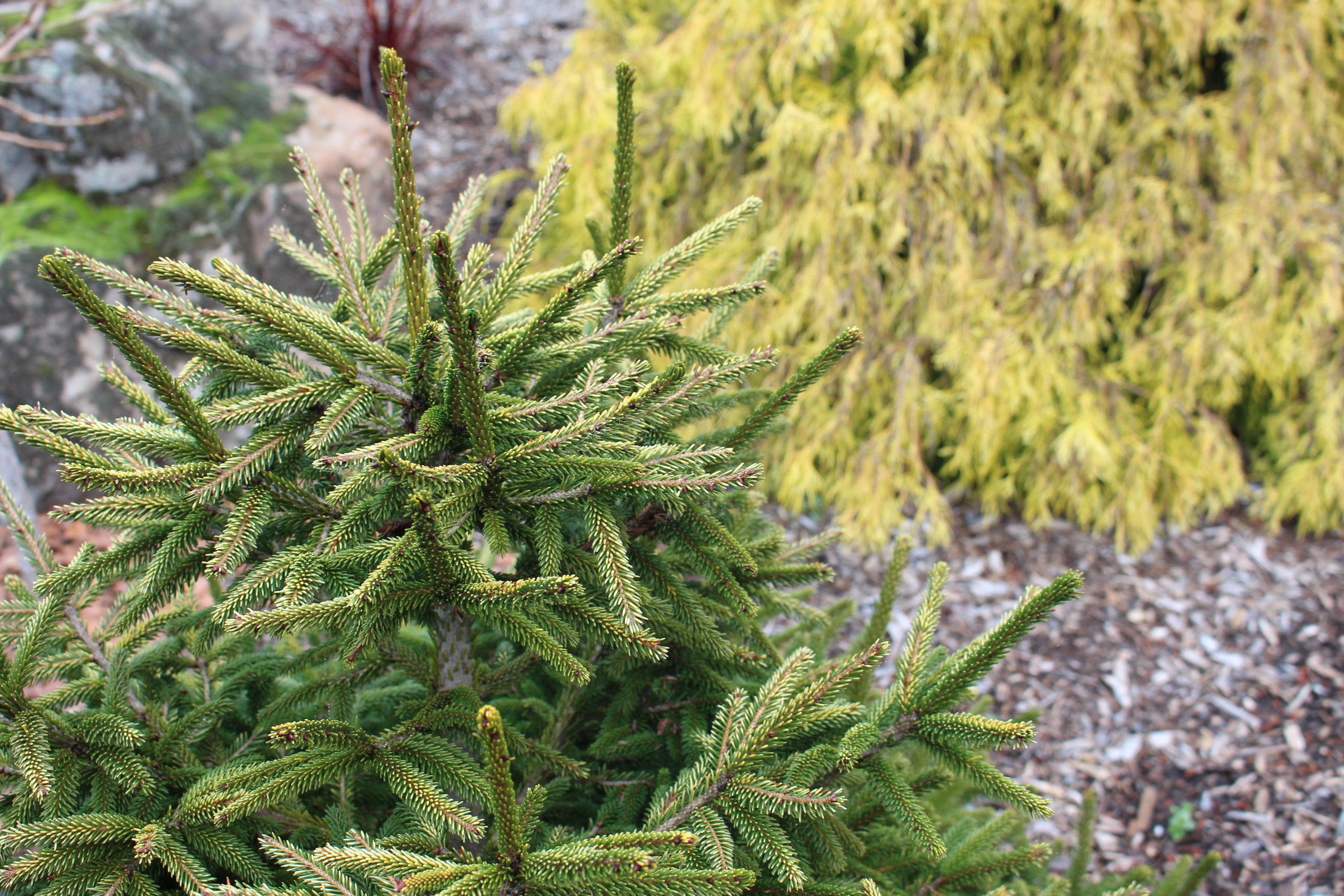 Picea orientalis 
