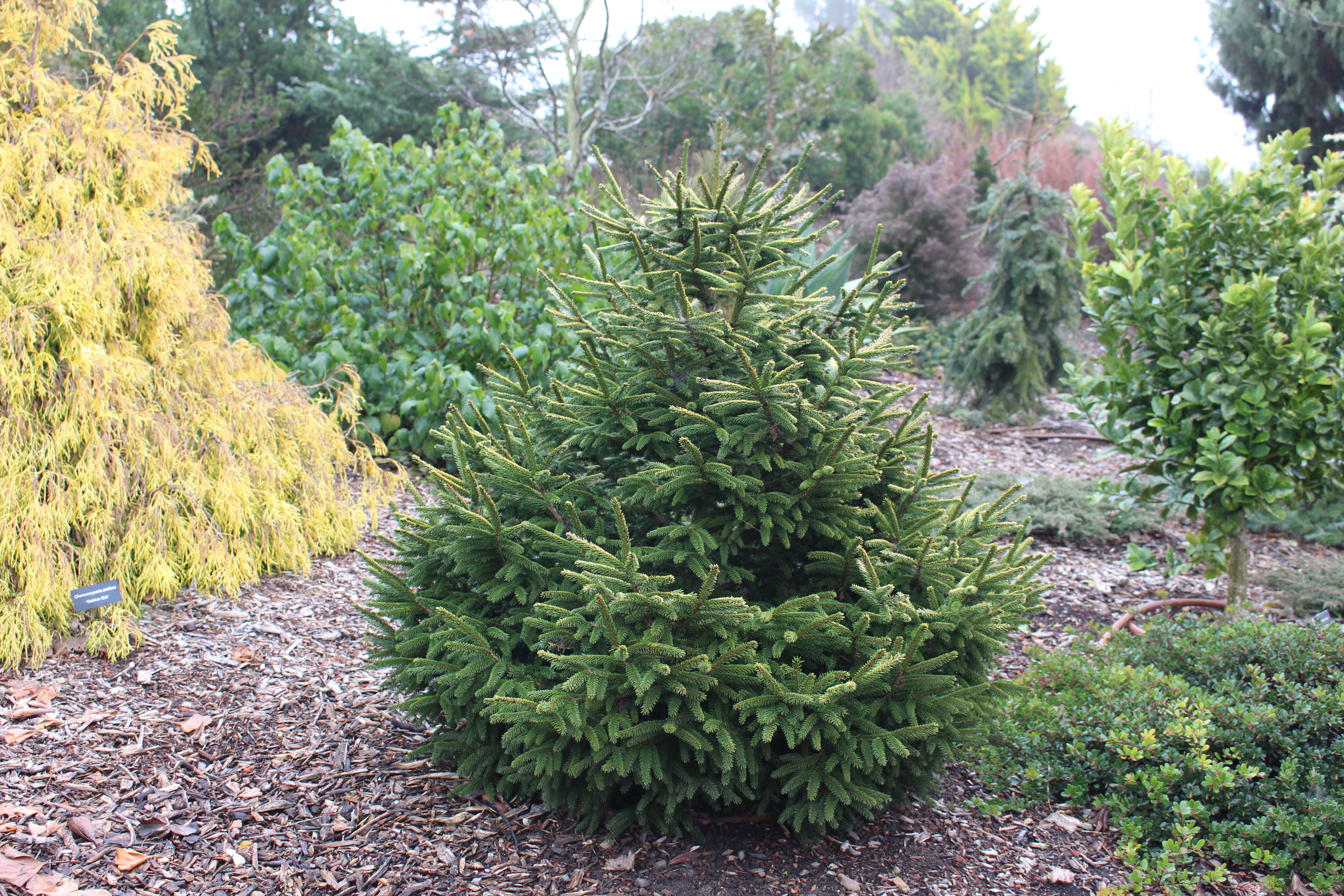 Picea orientalis 