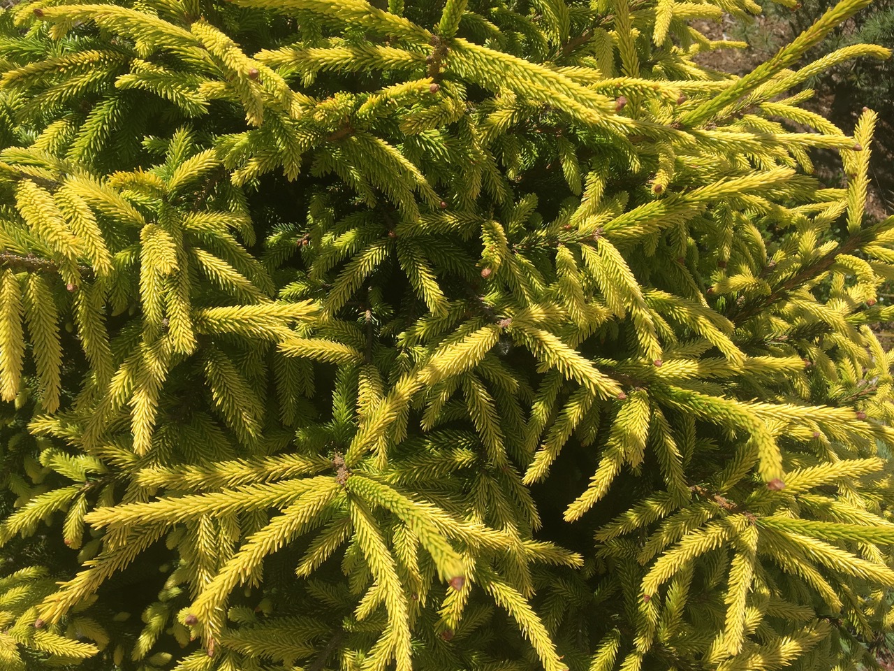 Picea orientalis 