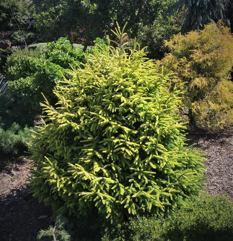 Picea orientalis 